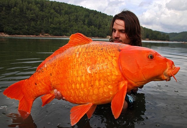 http://reho.st/https://media.koreus.com/201009/poisson-rouge-14-kg.jpg