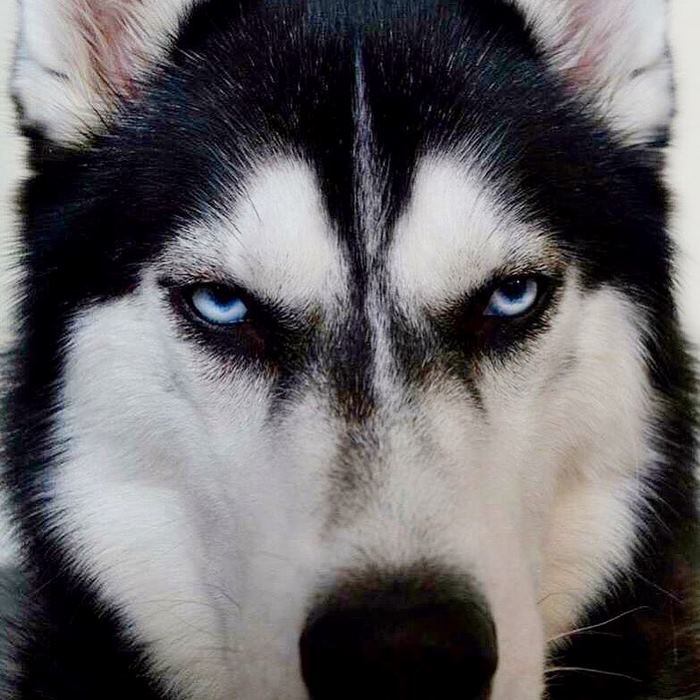 http://reho.st/https://static.boredpanda.com/blog/wp-content/uploads/2017/12/angry-husky-christmas-photoshoot-anuko-10.jpg
