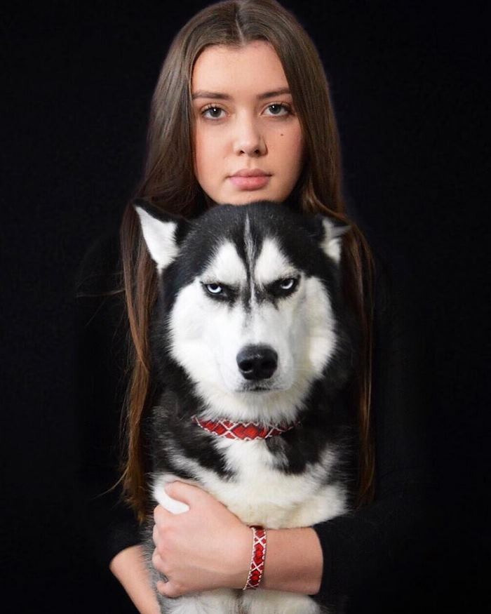 http://reho.st/https://static.boredpanda.com/blog/wp-content/uploads/2017/12/angry-husky-christmas-photoshoot-anuko-11.jpg
