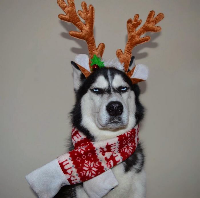 http://reho.st/https://static.boredpanda.com/blog/wp-content/uploads/2017/12/angry-husky-christmas-photoshoot-anuko-9.jpg