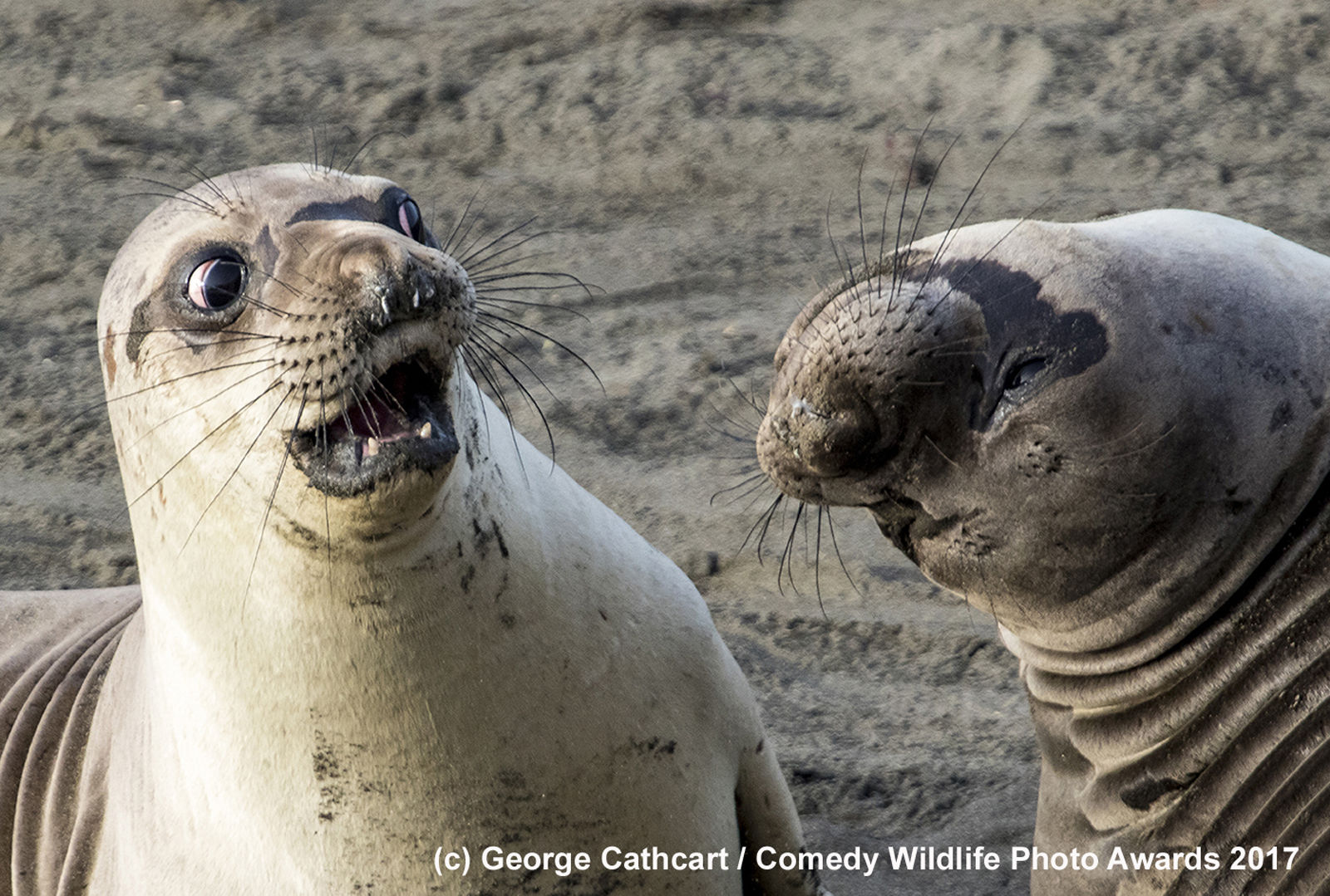 http://reho.st/https://www.comedywildlifephoto.com/images/gallery/0/00000200_p.jpg