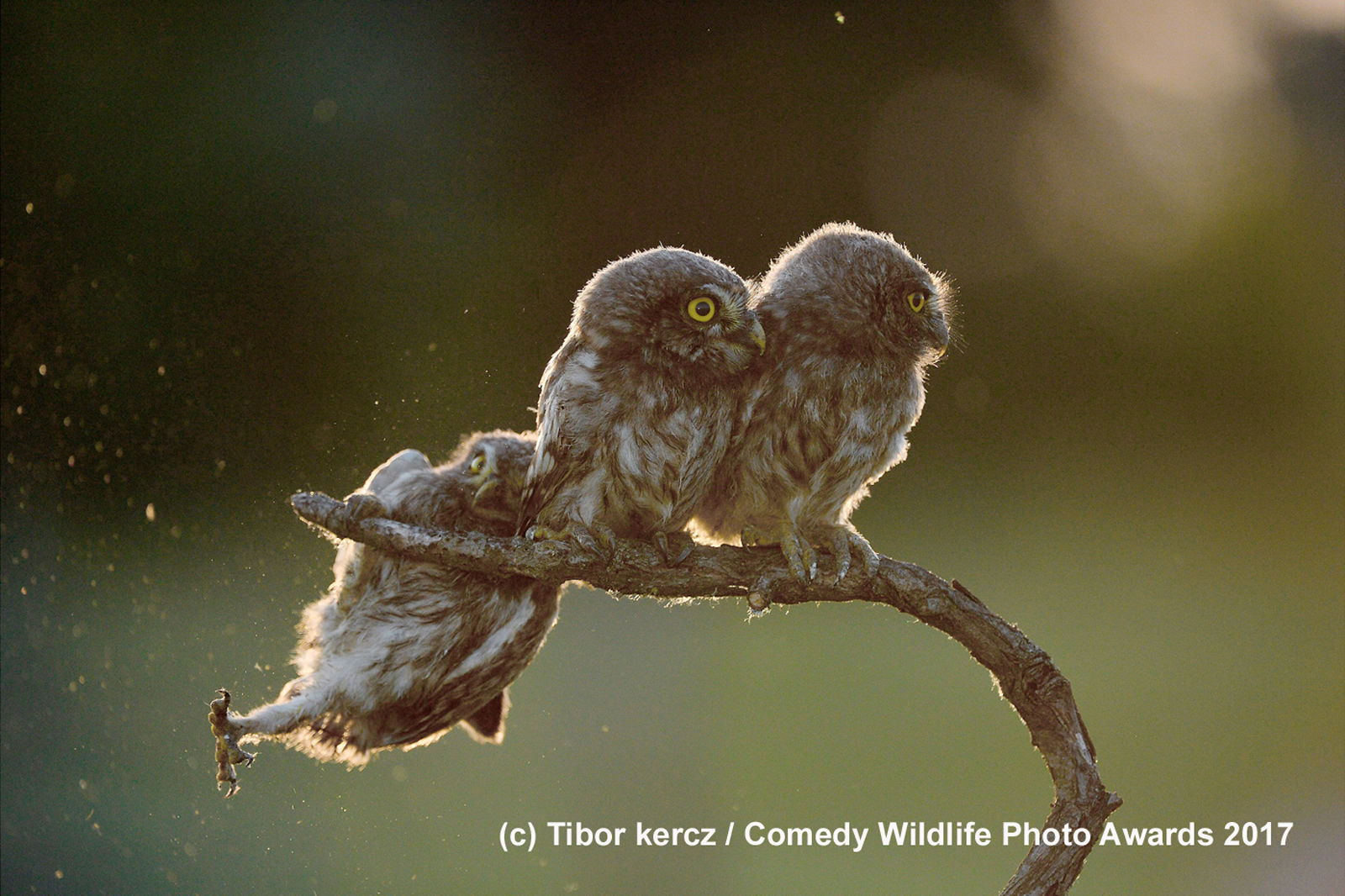 http://reho.st/https://www.comedywildlifephoto.com/images/gallery/2/00000202_p.jpg