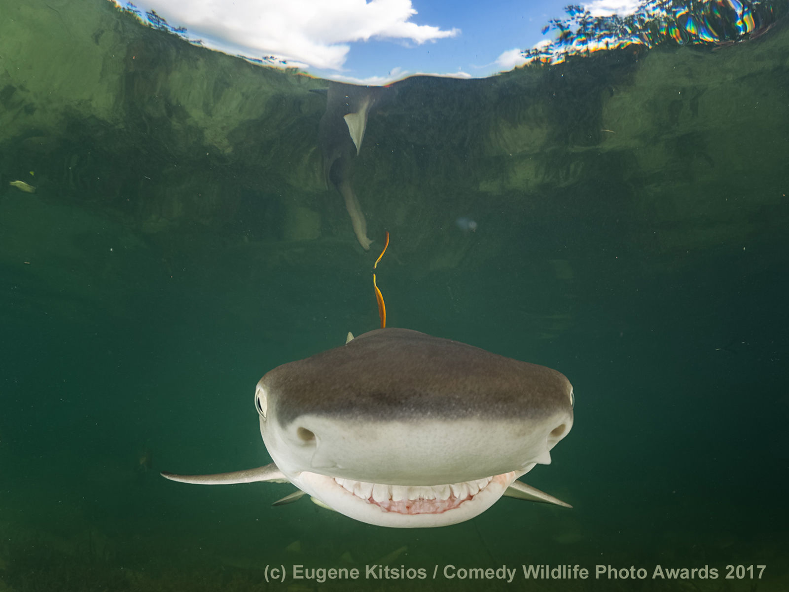 http://reho.st/https://www.comedywildlifephoto.com/images/gallery/4/00000184_p.jpg