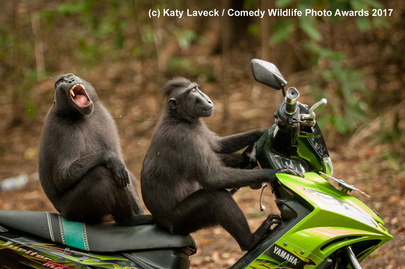 http://reho.st/https://www.comedywildlifephoto.com/images/gallery/6/00000196_p.jpg
