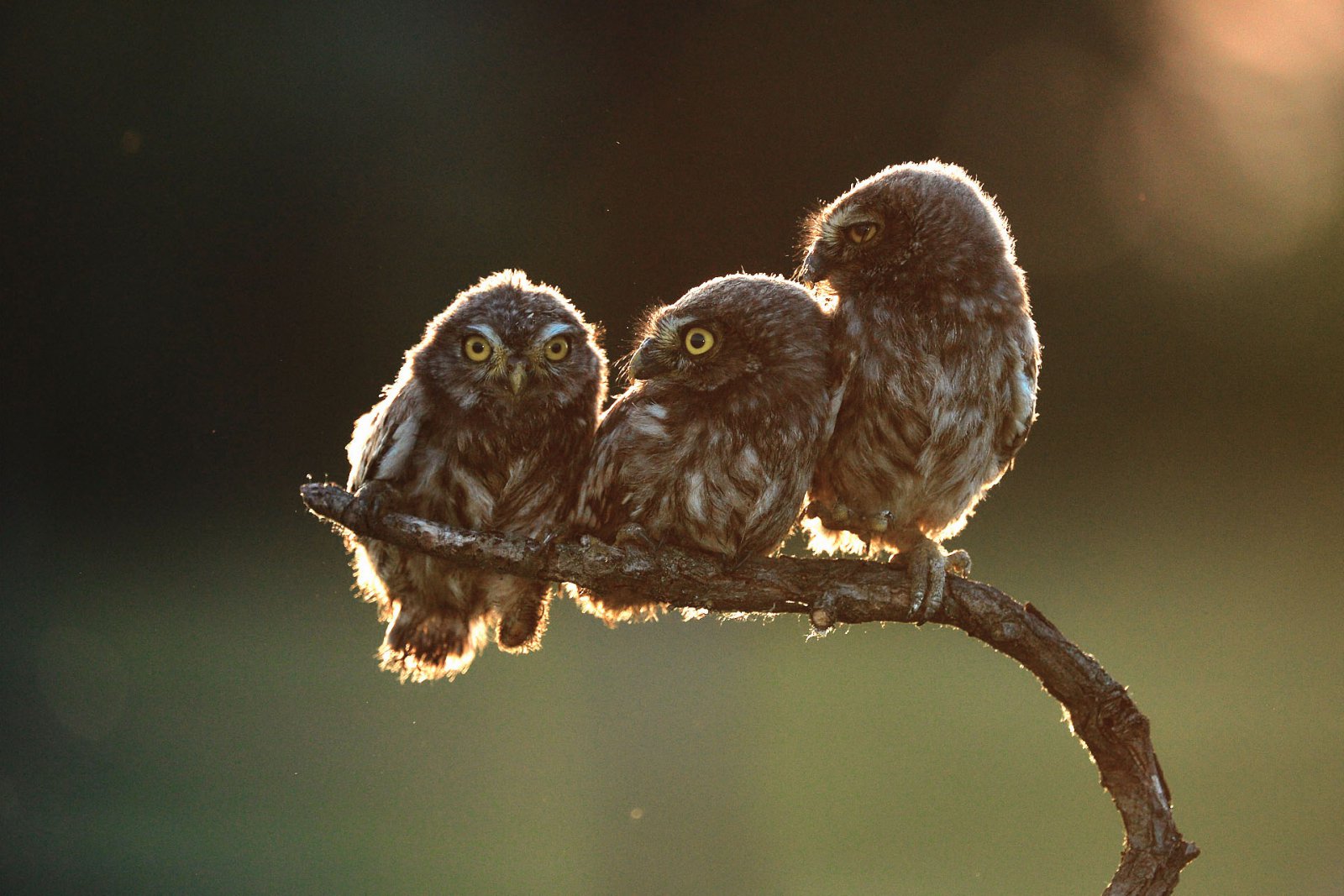http://reho.st/https://www.comedywildlifephoto.com/images/gallery/6/00000226_p.jpg
