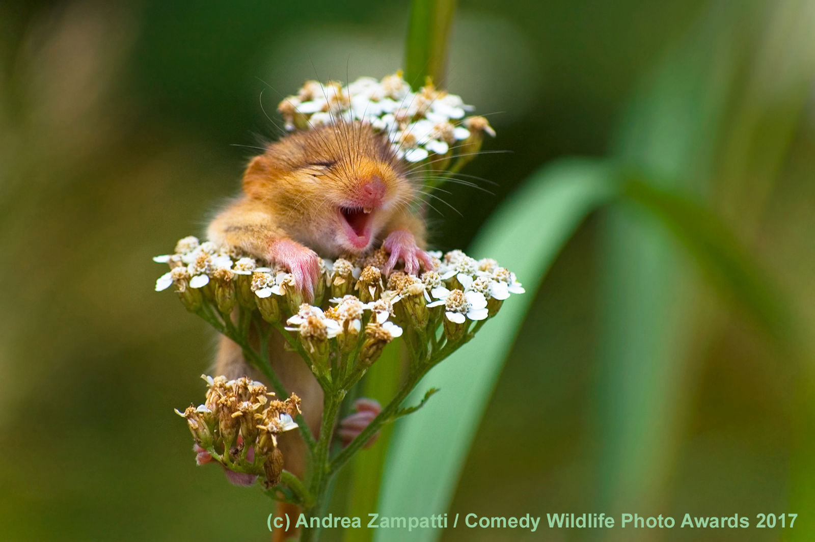 http://reho.st/https://www.comedywildlifephoto.com/images/gallery/8/00000178_p.jpg