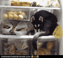 http://reho.st/i.4cdn.org/wsg/src/1393259462074.gif