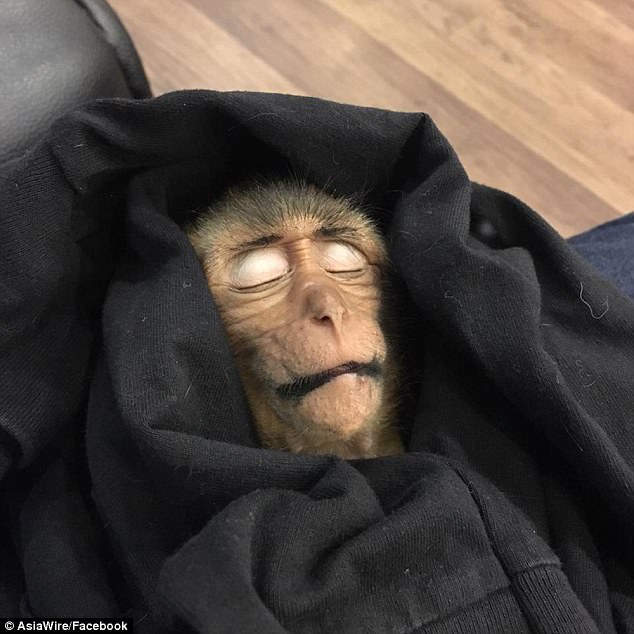 http://reho.st/i.dailymail.co.uk/i/pix/2017/11/09/10/46232CF800000578-5065403-The_monkey_was_given_a_mixture_of_carbon_and_saline_leaving_it_w-a-4_1510223937110.jpg