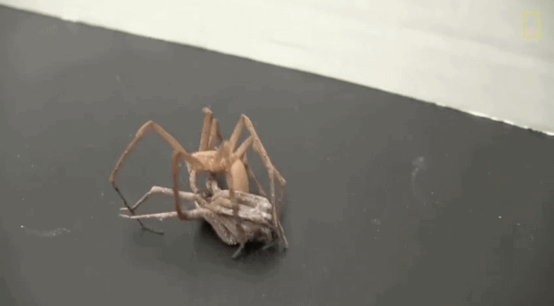 http://reho.st/i.kinja-img.com/gawker-media/image/upload/s--PT25BpGt--/uvdygyj7uapyvfa92mwh.gif