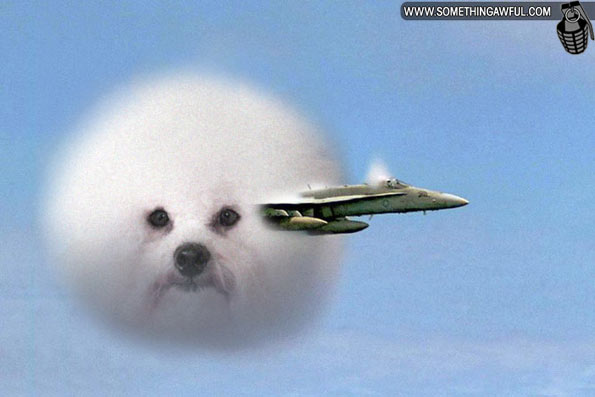 http://reho.st/i.somethingawful.com/u/garbageday/2010/comedy_goldmine/puff_dog/TANZENTURTLE_01.jpg
