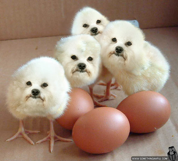 http://reho.st/i.somethingawful.com/u/garbageday/2010/comedy_goldmine/puff_dog/klaivu_02.jpg