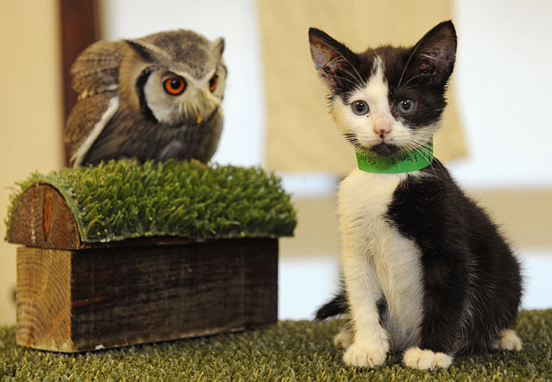 http://reho.st/i.telegraph.co.uk/telegraph/multimedia/archive/01759/owl-pussycat_1759135i.jpg