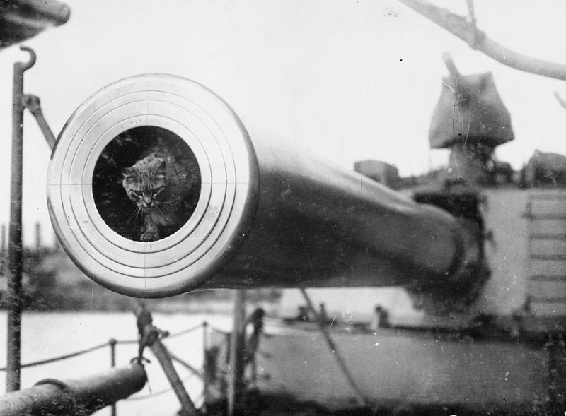 http://reho.st/i1.wp.com/historyinfotos.com/wp-content/uploads/2015/11/Cat_mascot.jpg?resize=800%2C589