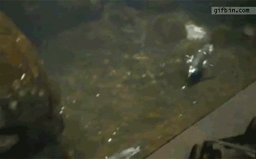 http://reho.st/i1112.photobucket.com/albums/k497/animalsbeingdicks/animalsbeingdicks/abd-61.gif