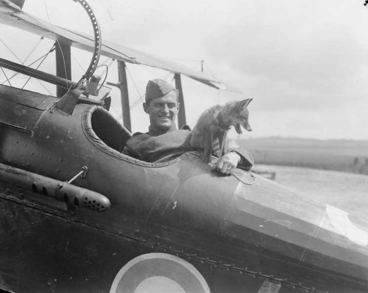 http://reho.st/i2.wp.com/historyinfotos.com/wp-content/uploads/2015/11/Fox_cub.jpg?resize=754%2C600