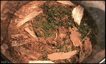 http://reho.st/i609.photobucket.com/albums/tt173/KDHR3TBC/Criket_spiderhole1356907.gif