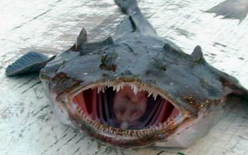http://reho.st/img.photobucket.com/albums/v251/joserouse/Animals/Fish/041_fish.jpg