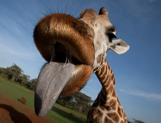 http://reho.st/img.thesun.co.uk/multimedia/archive/01407/giraffe-MAIN_1407192a.jpg