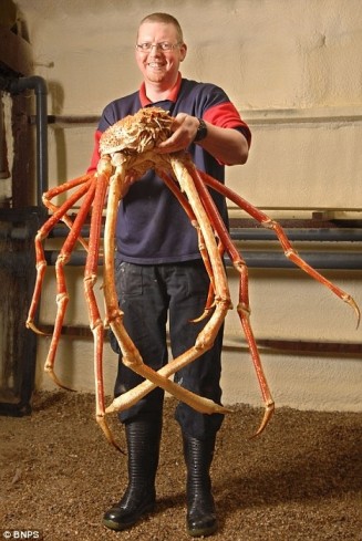 http://reho.st/img.wendmag.com/uploads/2010/02/crabzilla-327x489.jpg