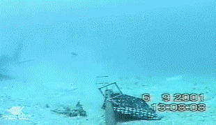 http://reho.st/img11.hostingpics.net/pics/217748Shark.gif