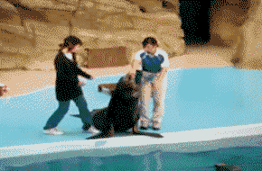 http://reho.st/img11.hostingpics.net/pics/6342233.gif