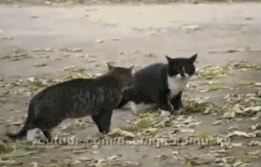 http://reho.st/img4.hostingpics.net/pics/366856arbitrechien.gif