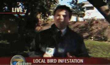 http://reho.st/img4.hostingpics.net/pics/600984kakadoiseau2.gif
