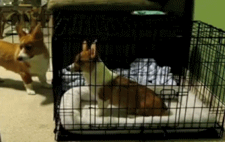http://reho.st/img4.hostingpics.net/pics/627757chappecage.gif