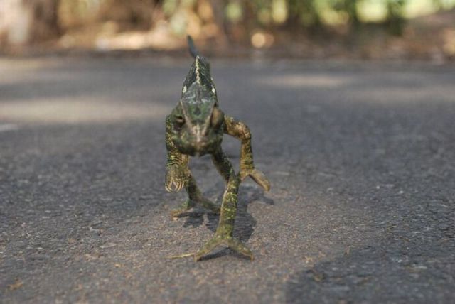 http://reho.st/izismile.com/img/img3/20101028/640/these_funny_animals_529_640_01.jpg