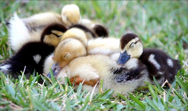 http://reho.st/izismile.com/img/img3/20101028/640/these_funny_animals_529_640_19.jpg