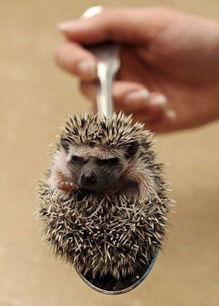 http://reho.st/izismile.com/img/img3/20101028/640/these_funny_animals_529_640_26.jpg