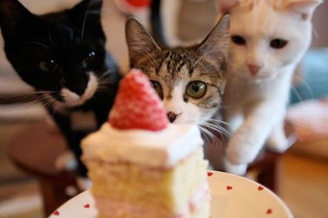http://reho.st/izismile.com/img/img3/20101028/640/these_funny_animals_529_640_32.jpg
