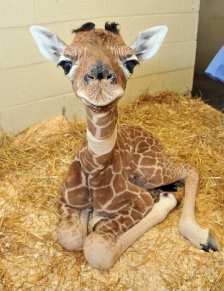 http://reho.st/izismile.com/img/img3/20101028/640/these_funny_animals_529_640_33.jpg