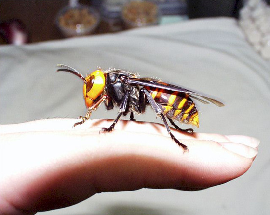 http://reho.st/jencarnes.com/blog/wp-content/uploads/2010/04/hornet2.jpg