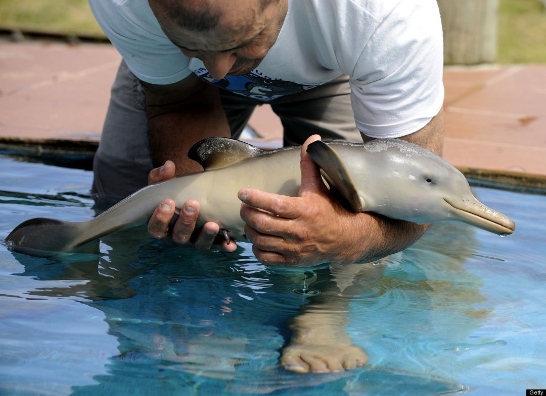 http://reho.st/ljplus.ru/img4/l/i/libertine_69/baby_dolphin1