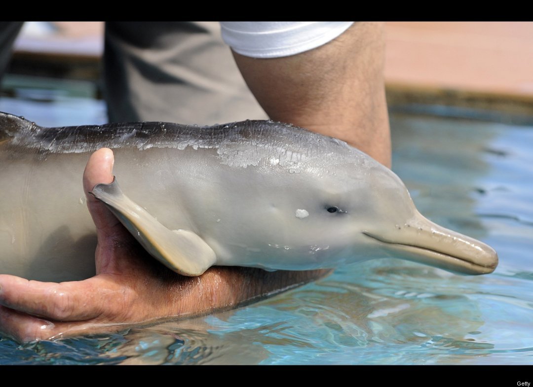 http://reho.st/ljplus.ru/img4/l/i/libertine_69/baby_dolphin3