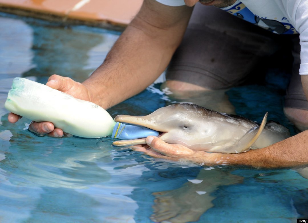 http://reho.st/ljplus.ru/img4/l/i/libertine_69/baby_dolphin4