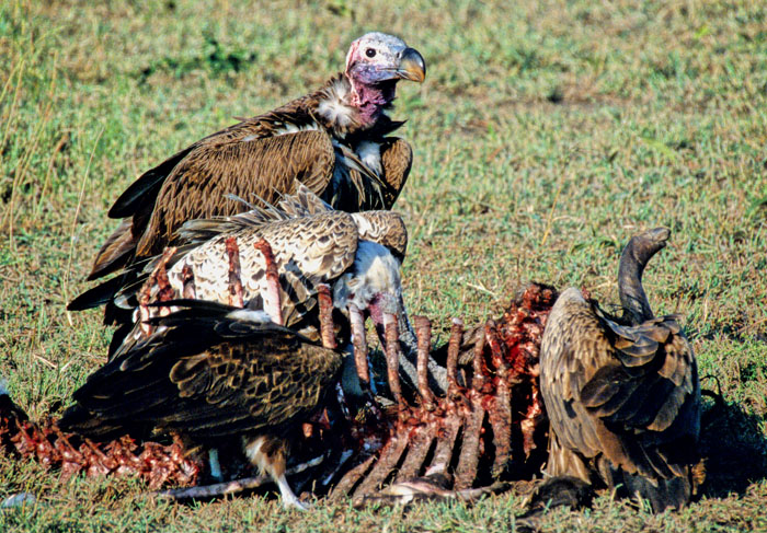 http://reho.st/masai-mara.chez-alice.fr/VautoursK.jpg