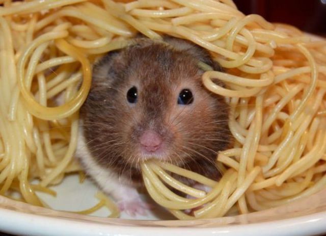 http://reho.st/media.koreus.com/201010/souris-spaghetti.jpg