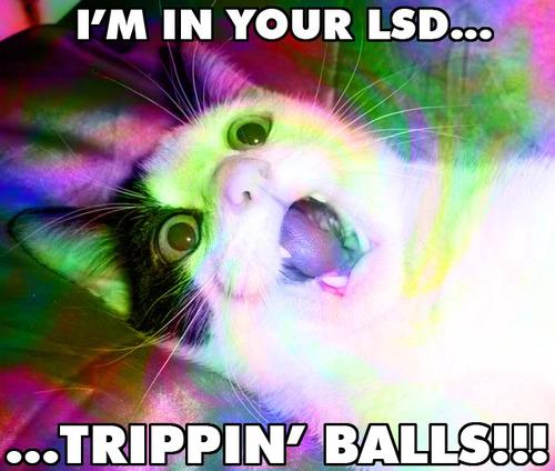 http://reho.st/media.paperblog.fr/i/254/2540159/lsd-ftw-L-1.jpeg