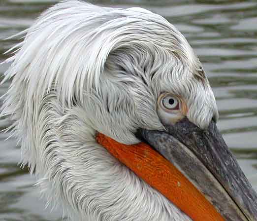 http://reho.st/naturellementvotres.chez-alice.fr/recits_photos/villars_les_dombes_nov_2002/pelican_frise_adulte.jpg
