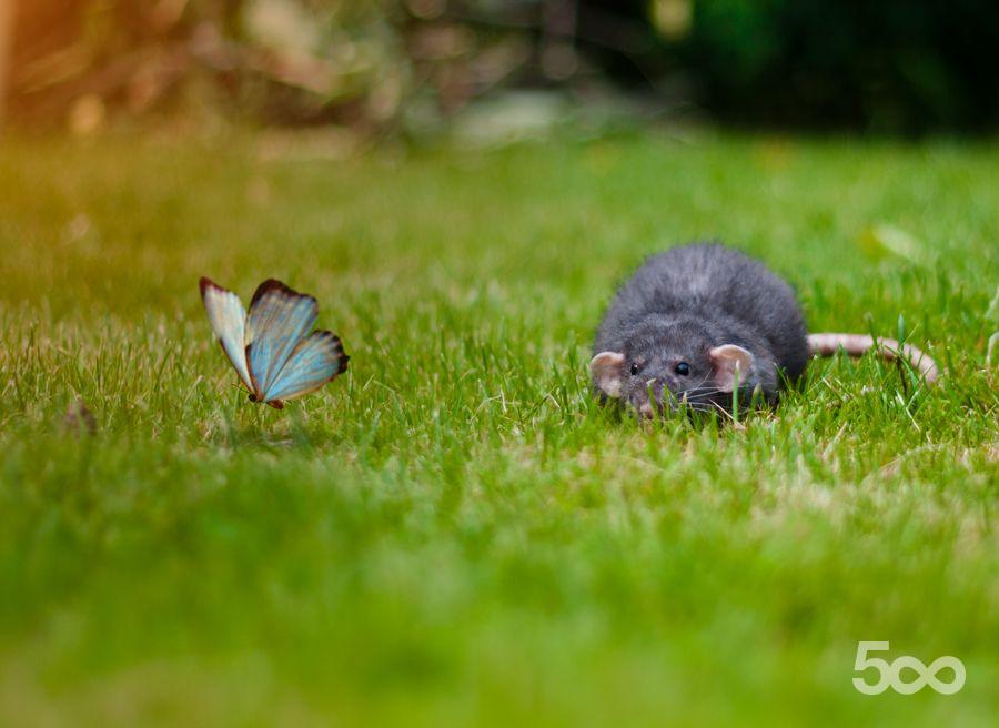 http://reho.st/photos.500px.com/136567/4
