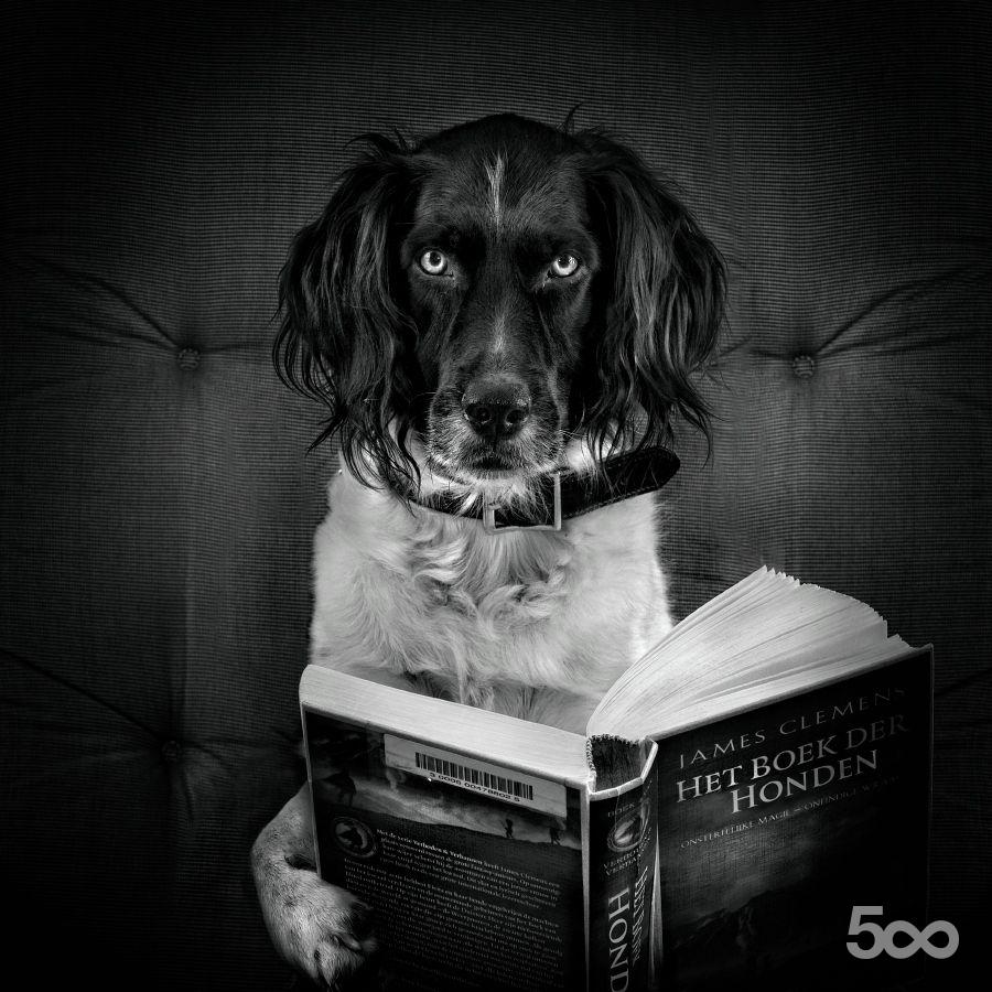 http://reho.st/photos.500px.com/87842/4