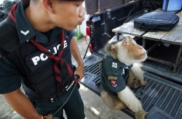 http://reho.st/preview/2.bp.blogspot.com/_GWh6qu2RF1g/S7nnphEIUeI/AAAAAAAAQzg/wx-vs42uE8k/s1600/police_monkey_02.jpg