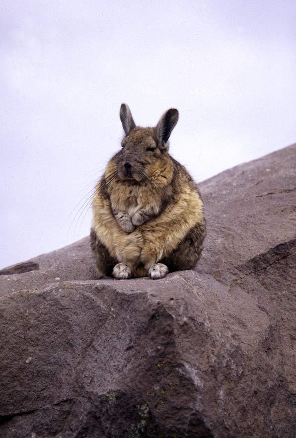 http://reho.st/preview/americaninlima.com/wp-content/uploads/2008/12/vizcacha-vizcacha1.jpg