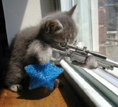 http://reho.st/preview/blog.oregonlive.com/idahosportugal/4-27-07-sniper-cat.jpg