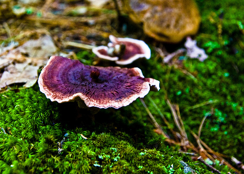 http://reho.st/preview/farm4.static.flickr.com/3247/3030309781_38362c46a9.jpg