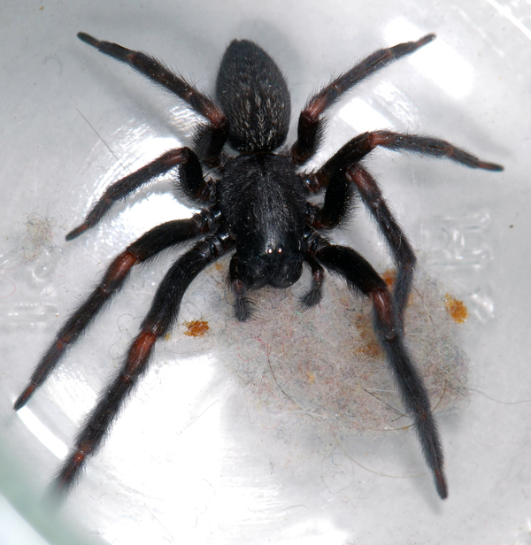 http://reho.st/preview/https://upload.wikimedia.org/wikipedia/commons/d/db/Badumna_insignis_01_Pengo.jpg