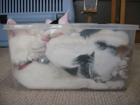 http://reho.st/preview/i3.photobucket.com/albums/y94/Eliza82/dUmwxCgoocexbsdf6gNWArch_500.jpg?t=1222531641