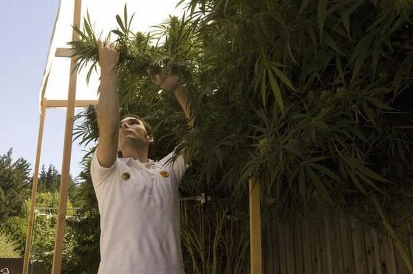 http://reho.st/preview/i690.photobucket.com/albums/vv261/onlinefmradio/General-photo/ganja-production-3.jpg